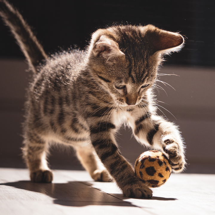 Pet Toys