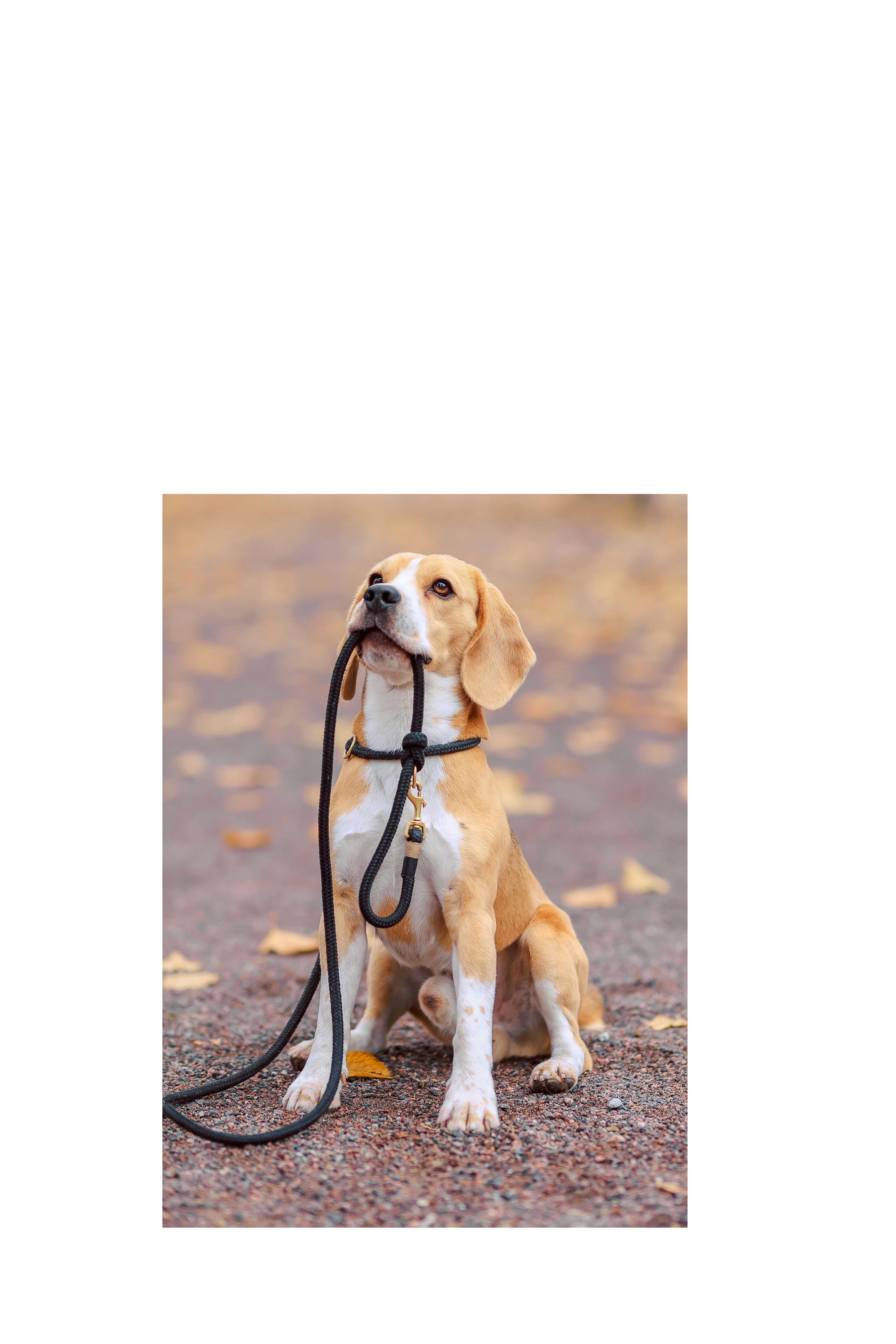 Leashes