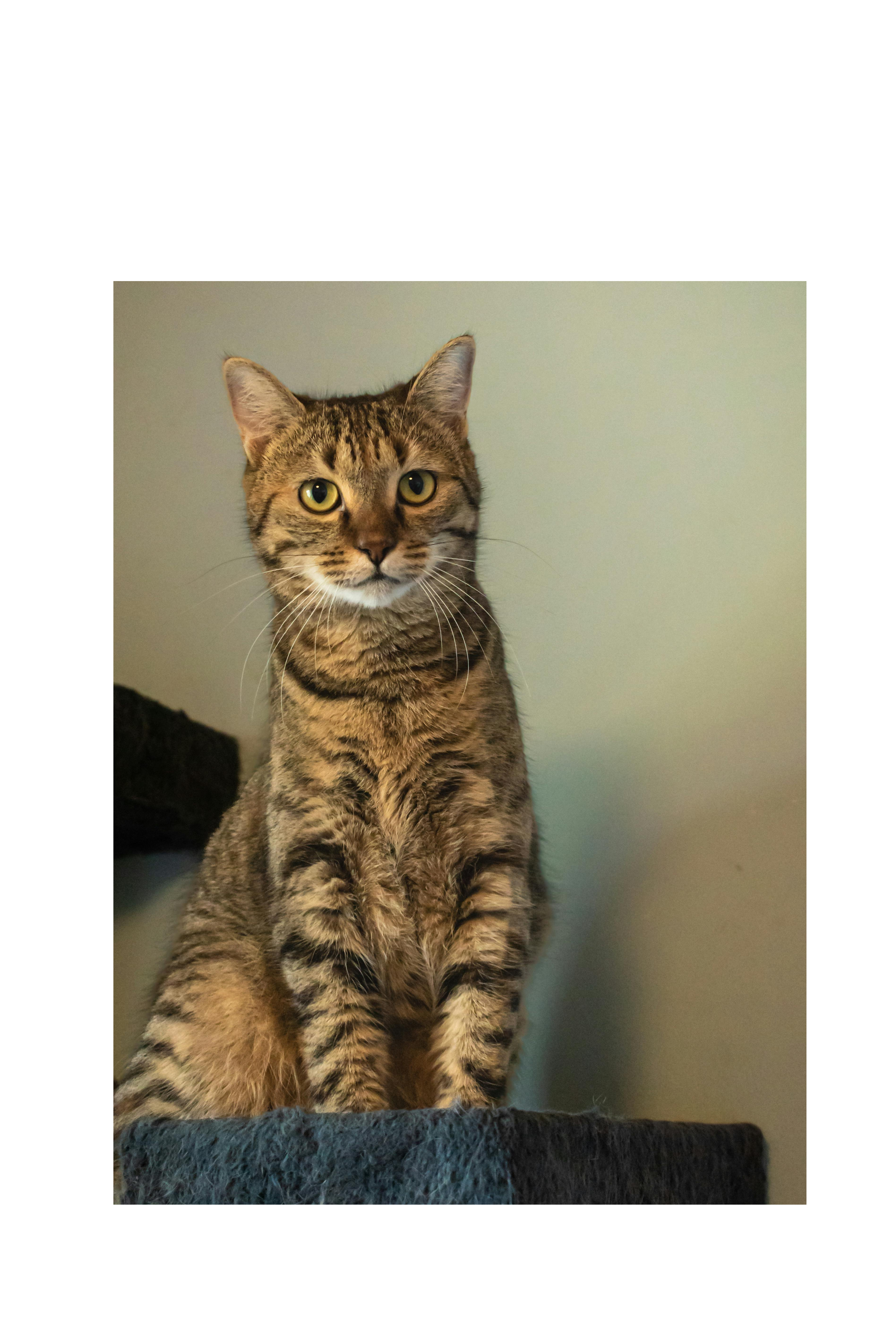 Cat Towers