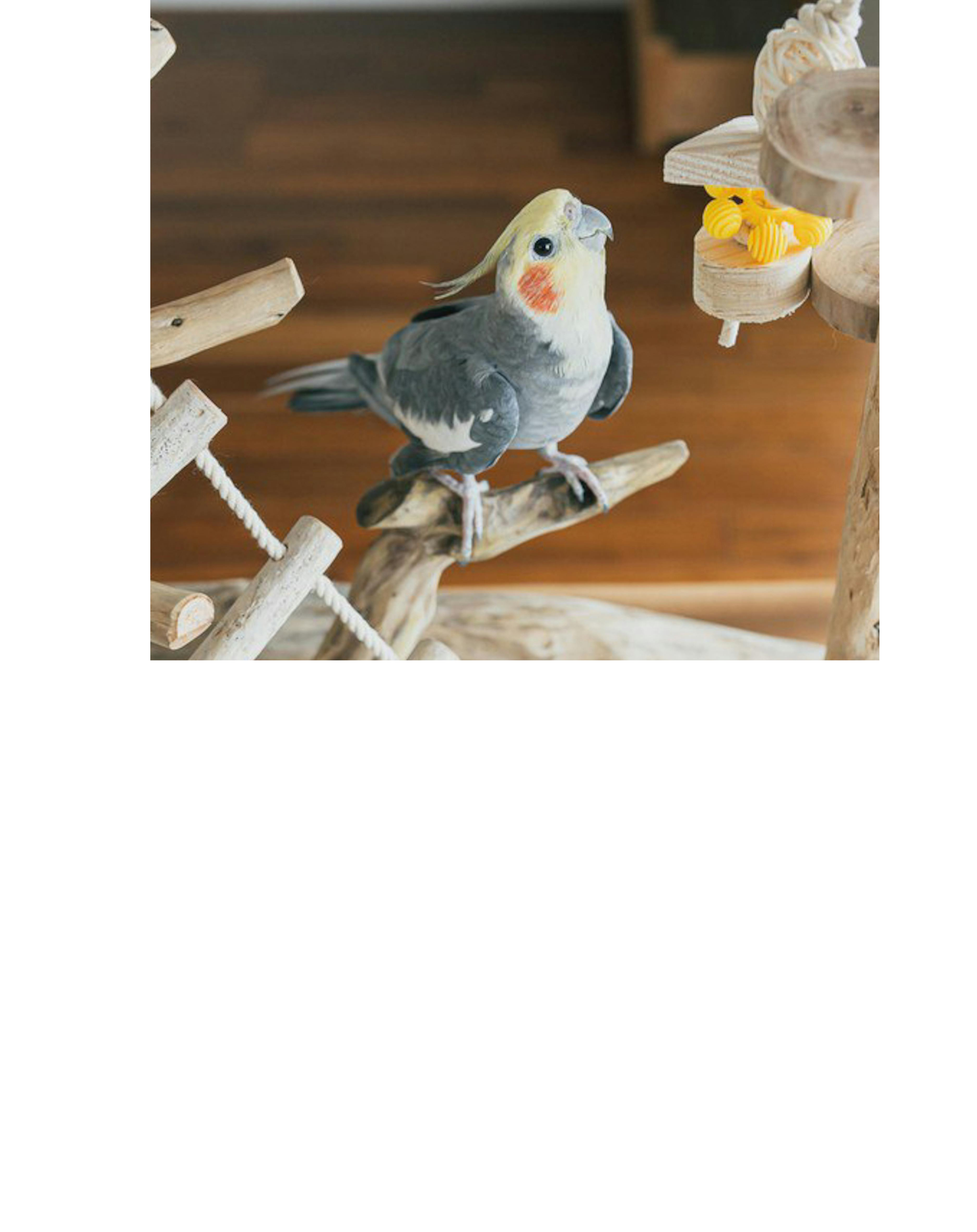 Bird Toys