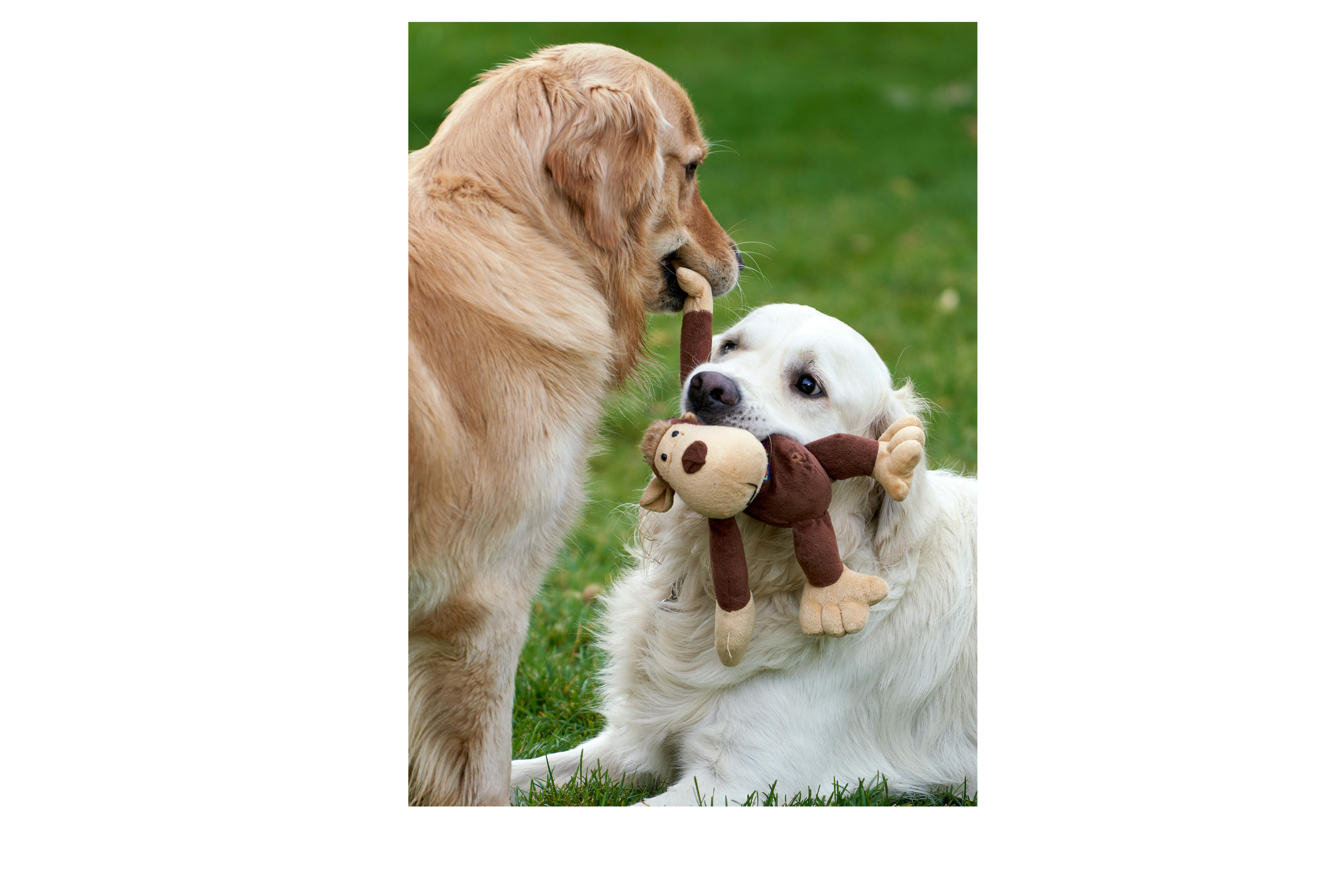Dog Toys