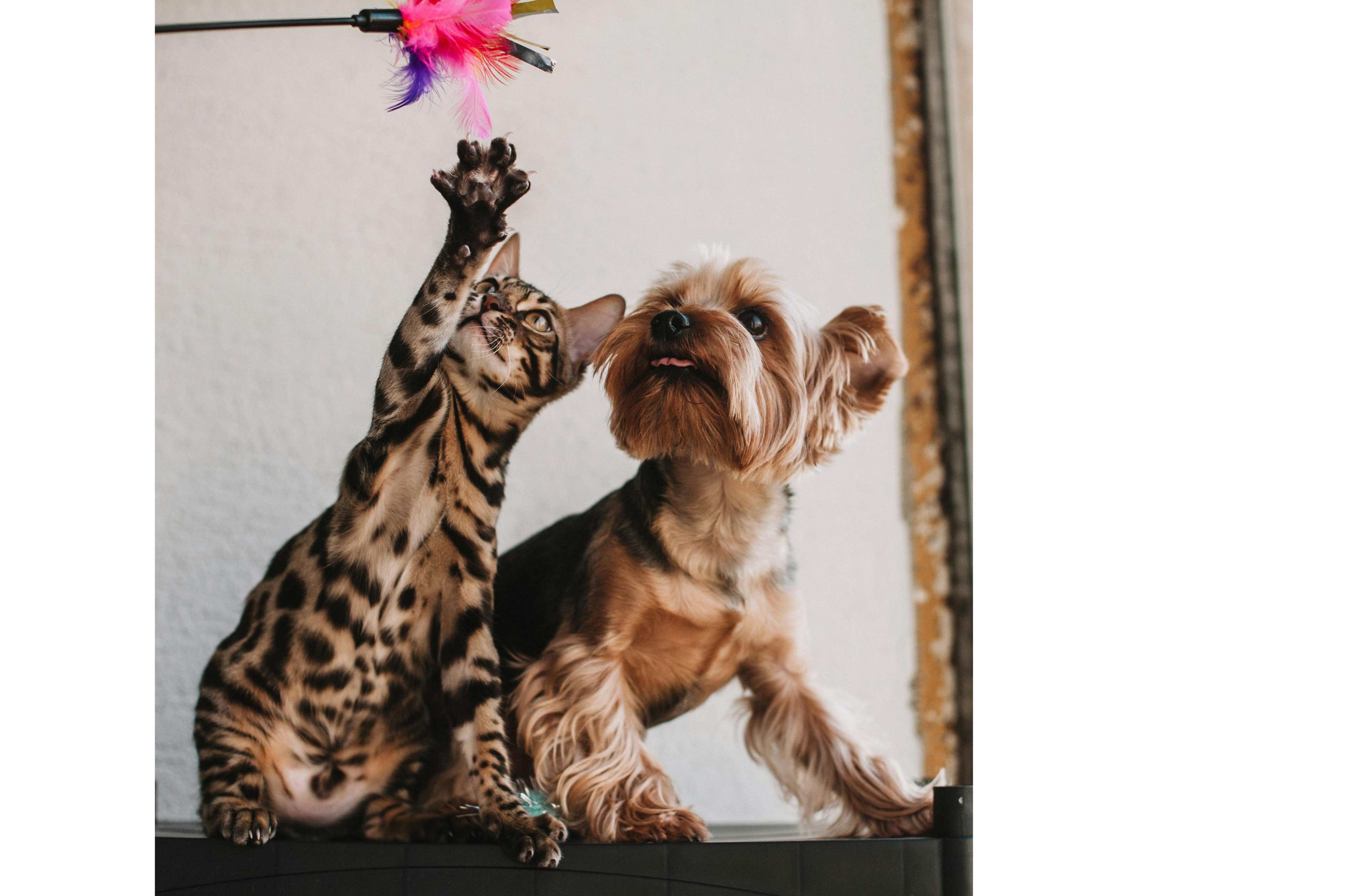 Cat Toys