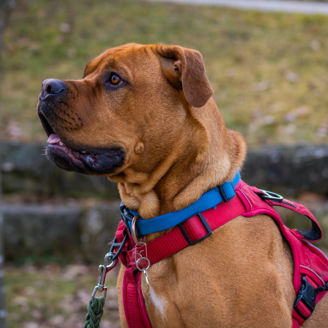 Collars, Leashes & Harnesses