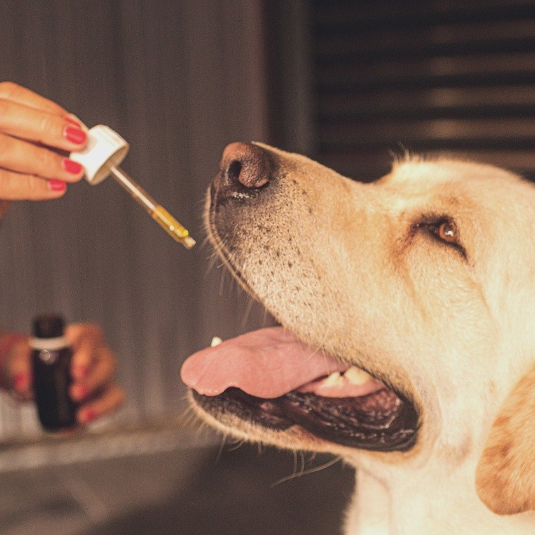 Pet Wellness