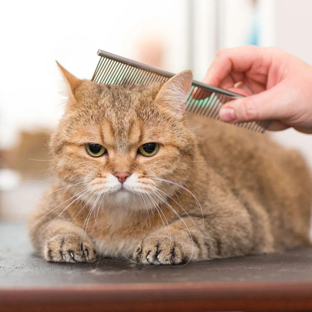 Grooming Supplies