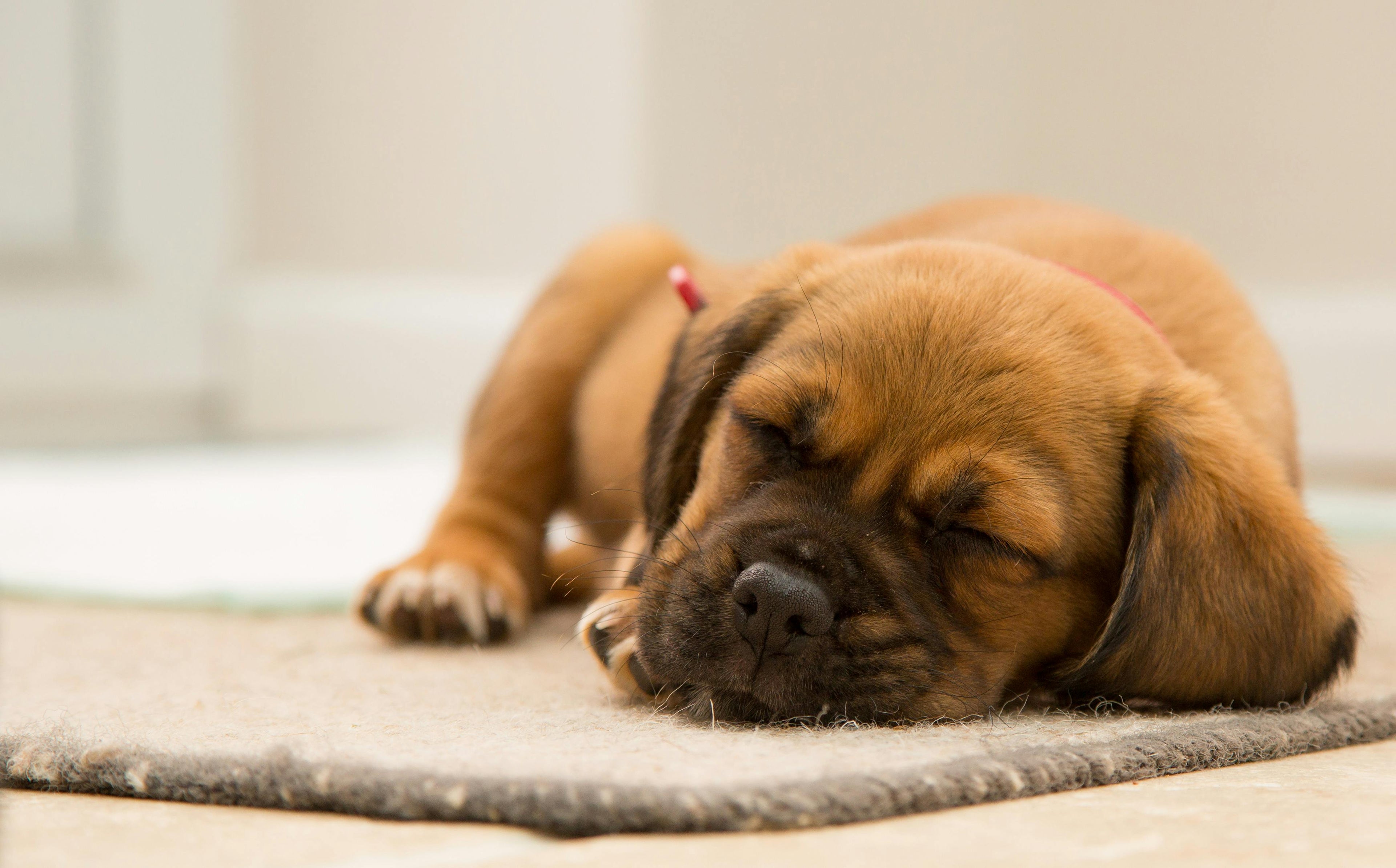 Pet Beds, Throws & Mats