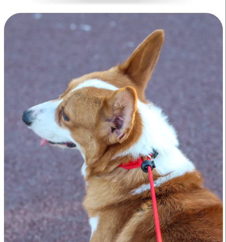 Training Dog Choking Rope Leash 2-in-1 Lead Collar – P-Shaped Chain Slip Lead (150cm)