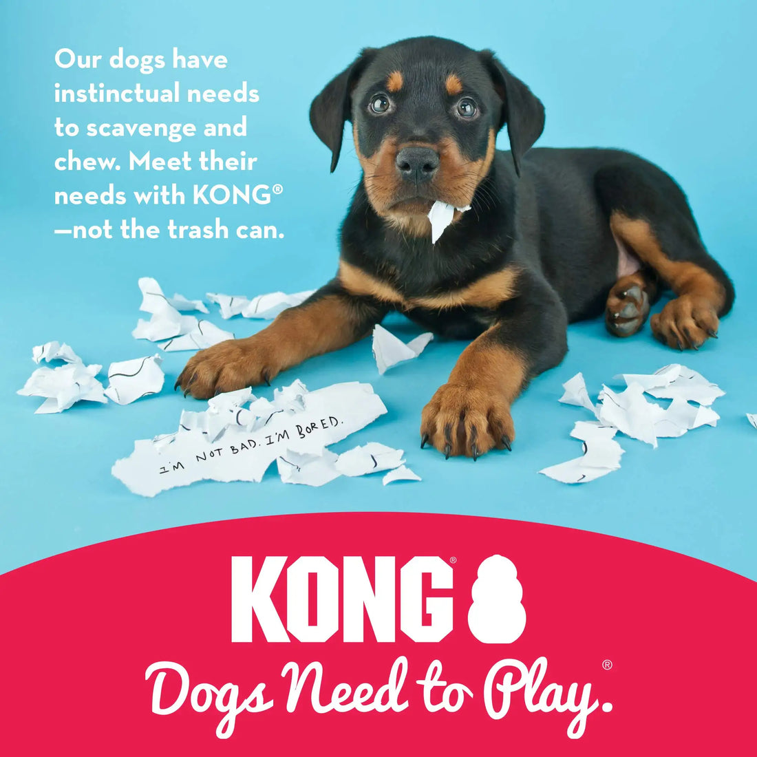 KONG Senior Dog Toy – Gentle Rubber Chew & Fetch (Purple) 💜🐾