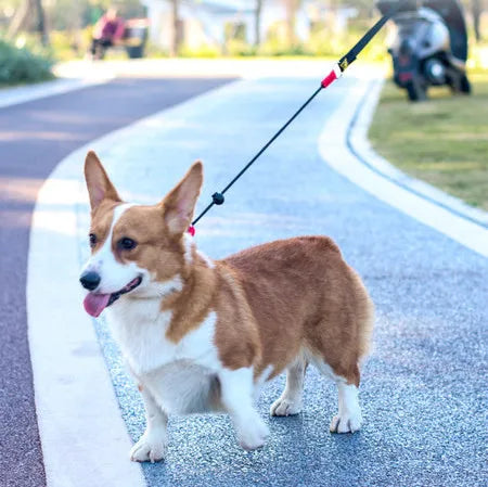 Training Dog Choking Rope Leash 2-in-1 Lead Collar – P-Shaped Chain Slip Lead (150cm)