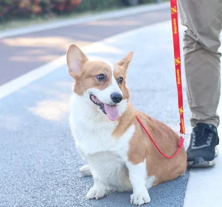 Training Dog Choking Rope Leash 2-in-1 Lead Collar – P-Shaped Chain Slip Lead (150cm)