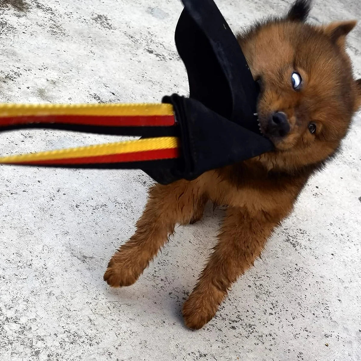 Interactive Flirt Pole for Dogs – Leather Bite Rag & Puppy Ball Toy for K9 Training, Teething & Play