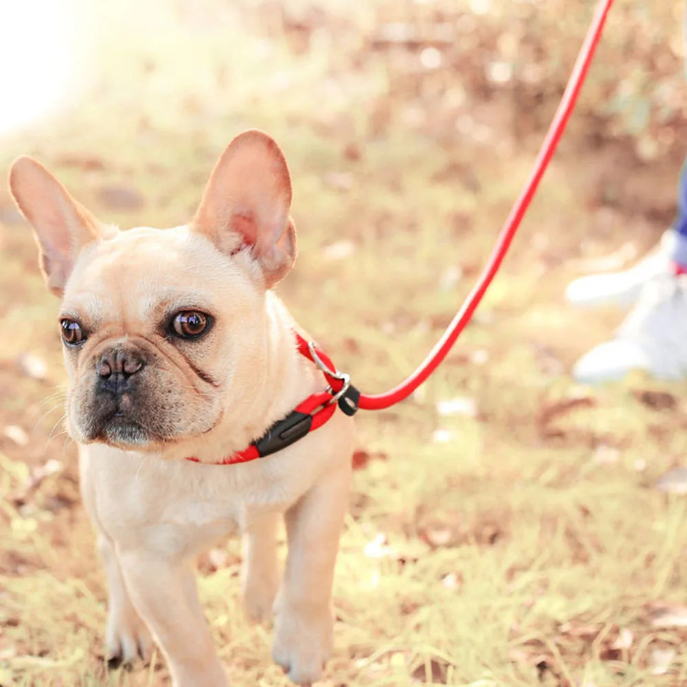 Nylon Slip Rope Dog Leash – No-Pull Training Lead for Small Dogs