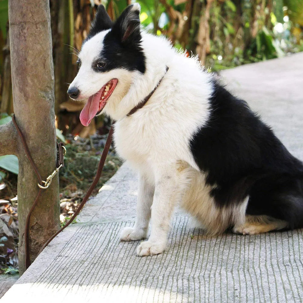 Real Leather Multifunctional Dog Leash – Hands-Free, Tie-Out Cable, Double Dog Walking & Running Lead