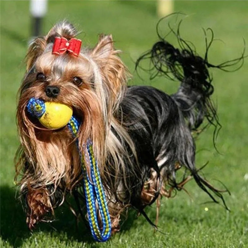 Rubber Dog Training Ball – Indestructible Chew & Fetch Toy 🐾⚽