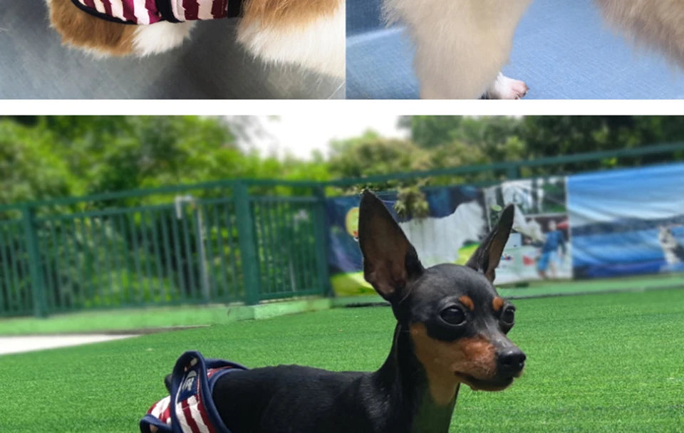 Washable Dog Diaper Shorts – Female Sanitary Panties for Menstruation