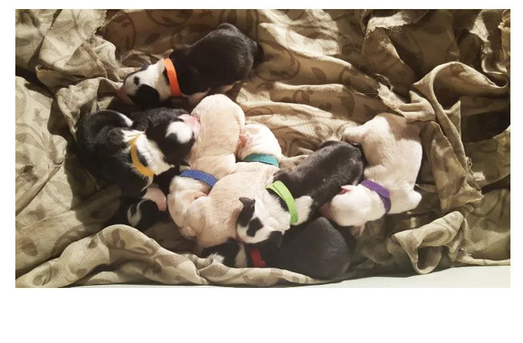 12pcs Adjustable Pet ID Collars – Hook & Loop Puppy and Kitten Identification Bands for Small Dogs & Cats