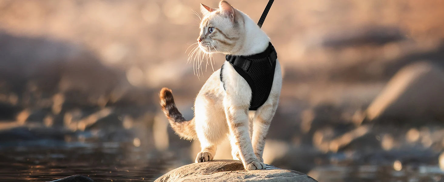 Cat Harness and Leash – Escape-Proof Soft Adjustable Vest with Easy Control