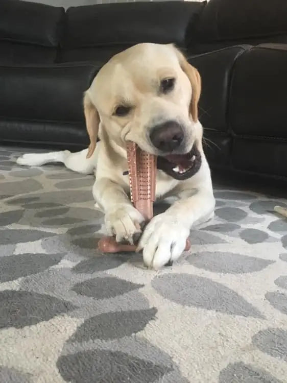 Durable Dog Chew Toys – Oral Care Teething Toy for Puppies & Mild Chewers, Teeth Cleaning Dental Toy