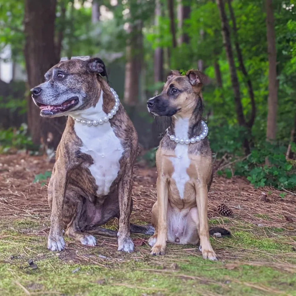 Elegant Imitation Pearl Pet Collar – Durable Decorative Necklace for Small Dogs & Cats