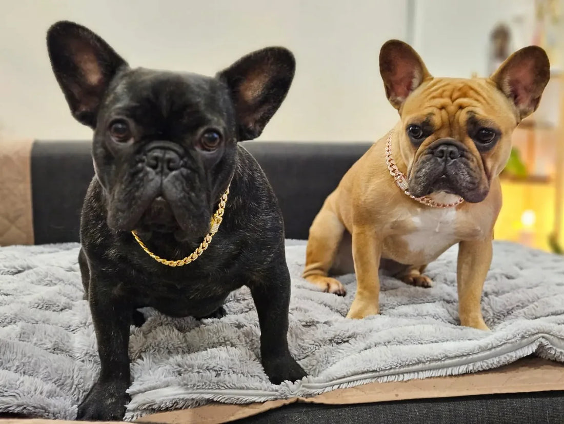 Diamond Cuban Link Dog Chain – Metal Pet Necklace for Dogs & Cats