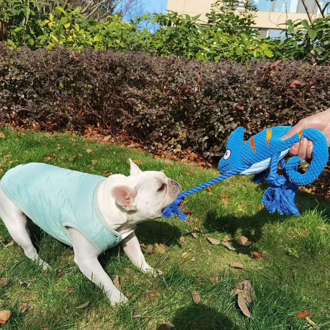 Chameleon Plush Dog Toy – Squeaky, Bite-Resistant Chew 🦎🐾
