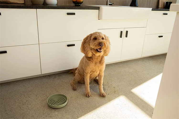 Slow Feeder Pet Bowl – Anti-Slip & Anti-Choking for Cats & Puppies 🐾🍽️