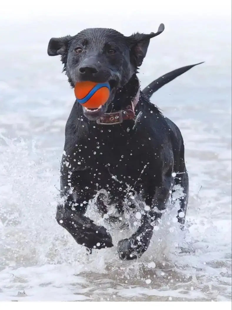 Tough Dog Fetch Ball – Solid Chew & Bouncy Play Toy ⚽🐾