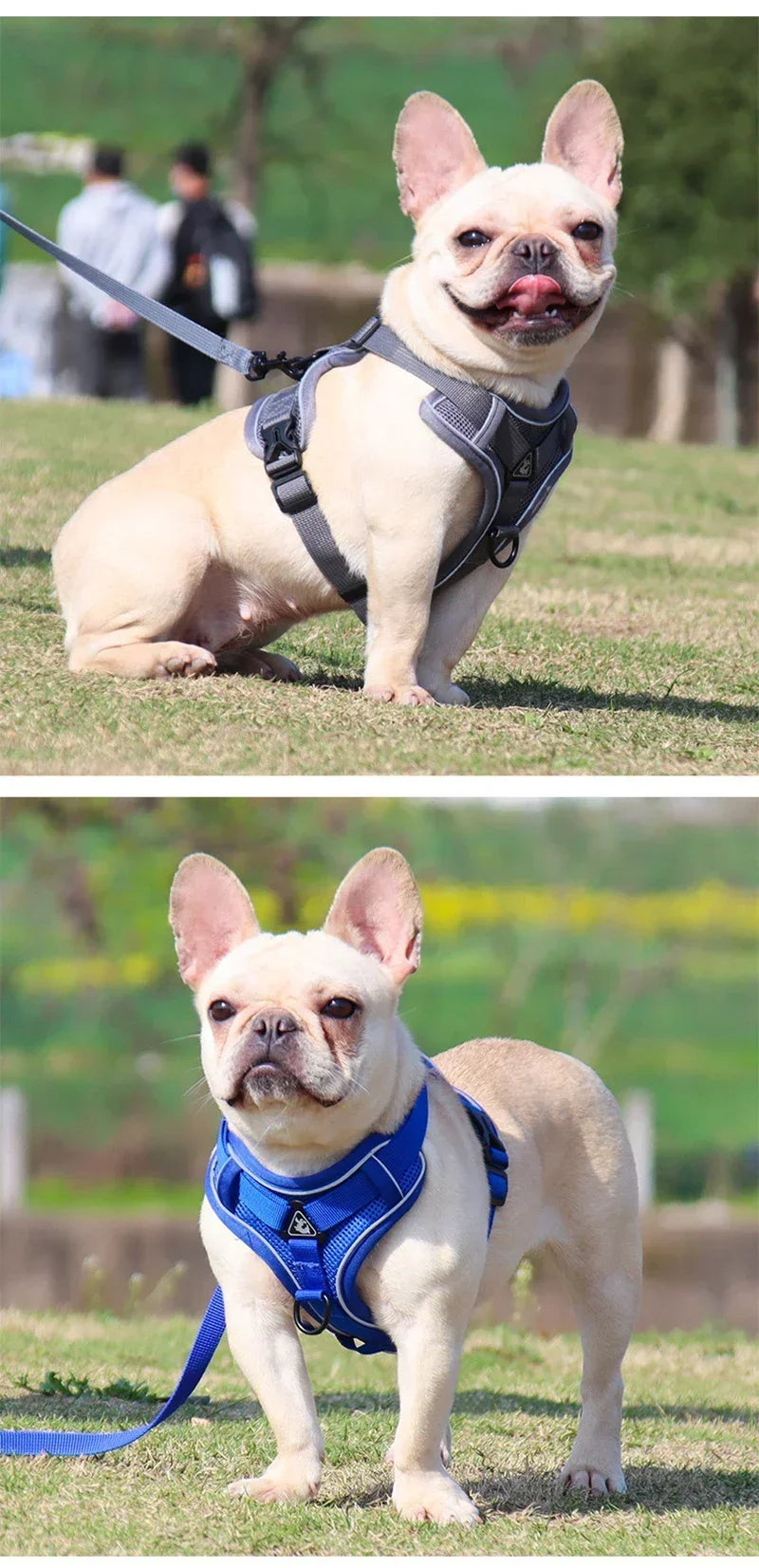 🐾 No Pull Dog Harness & Leash Set – Reflective Adjustable Mesh Vest for Small Dogs & Cats