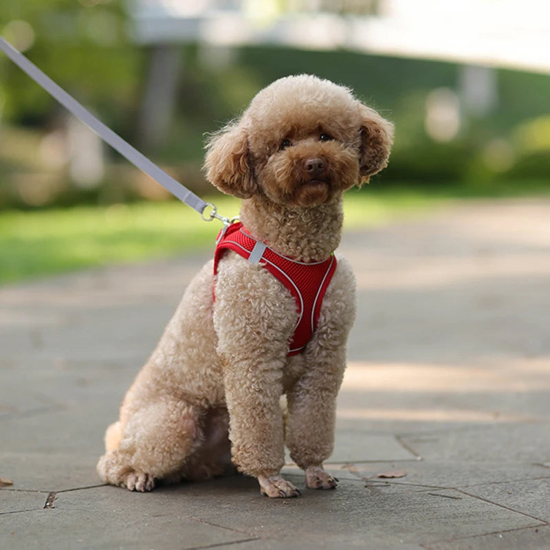 🐾 Adjustable Dog Harness & Leash Set – For Small Dogs, Cats, French Bulldogs, Chihuahuas & Pugs