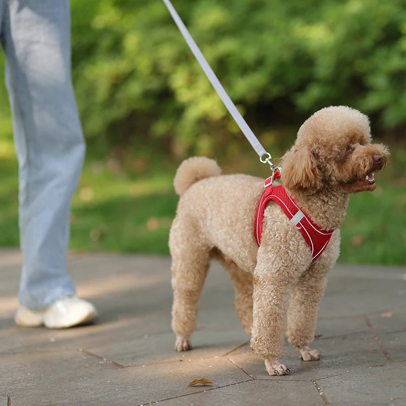 🐾 Adjustable Dog Harness & Leash Set – For Small Dogs, Cats, French Bulldogs, Chihuahuas & Pugs