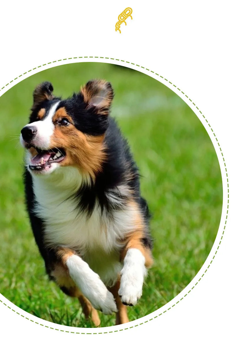 Double-Ring Chewable Cotton Knot Dog Toy – Durable Braided Rope for Teething & Dental Cleaning