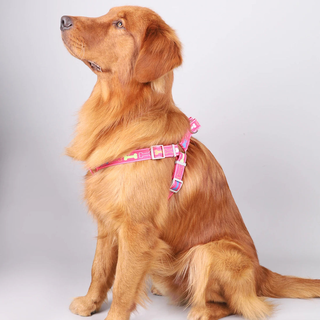 🦴 Colorful Bone Pattern Tripod Dog Harness – Fun & Secure for Indoor & Outdoor Use