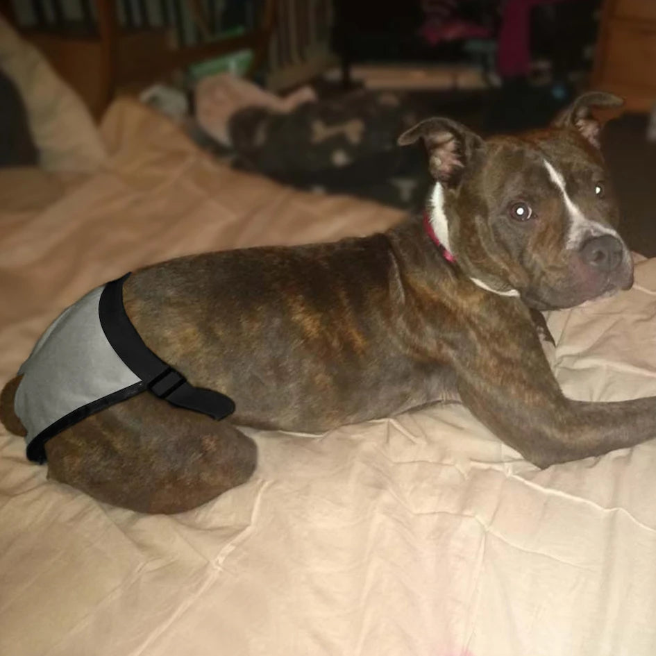 Female Dog Washable Diaper Pants – Anti-Harass Heat Nappies with 8 Pads
