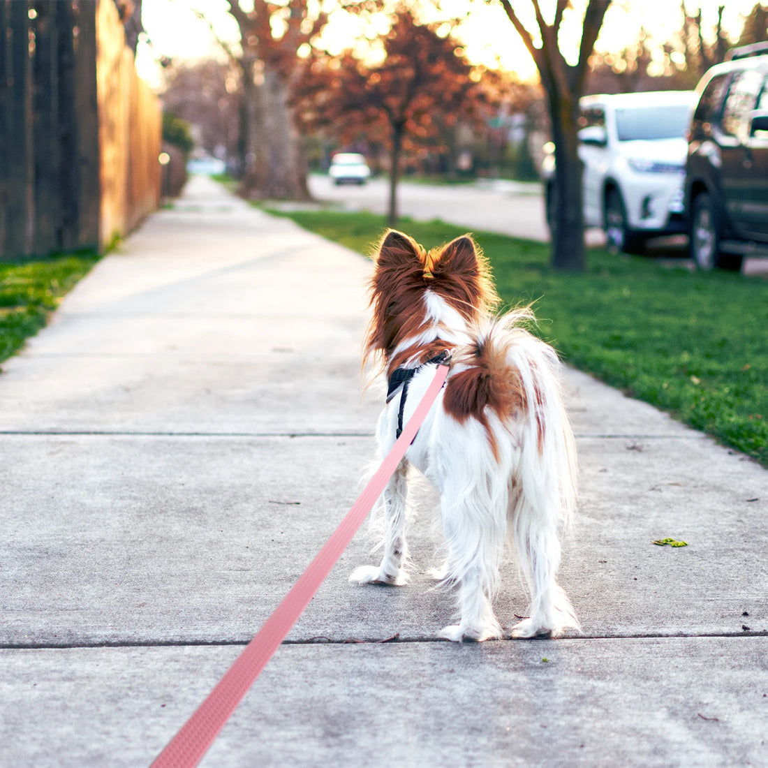PVC Dog Training Leash – Waterproof, Durable Lead (1.8m, 3m, 5m, 10m)