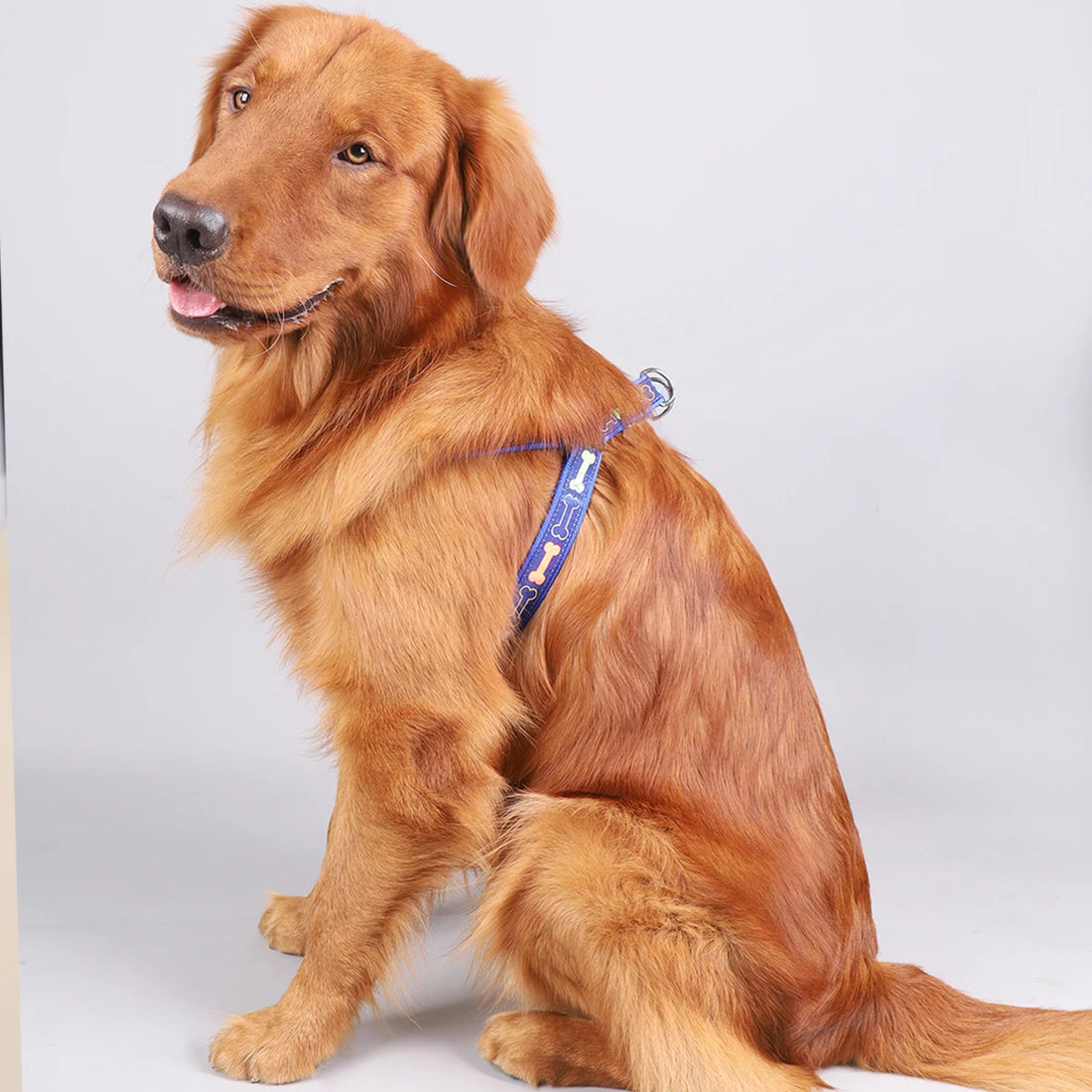 🦴 Colorful Bone Pattern Tripod Dog Harness – Fun & Secure for Indoor & Outdoor Use
