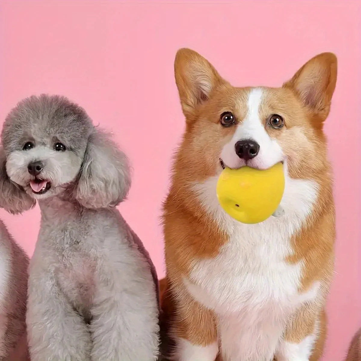 Squeaky Dog Toy – Durable Latex Chicken Ball for Chewing & Interactive Play