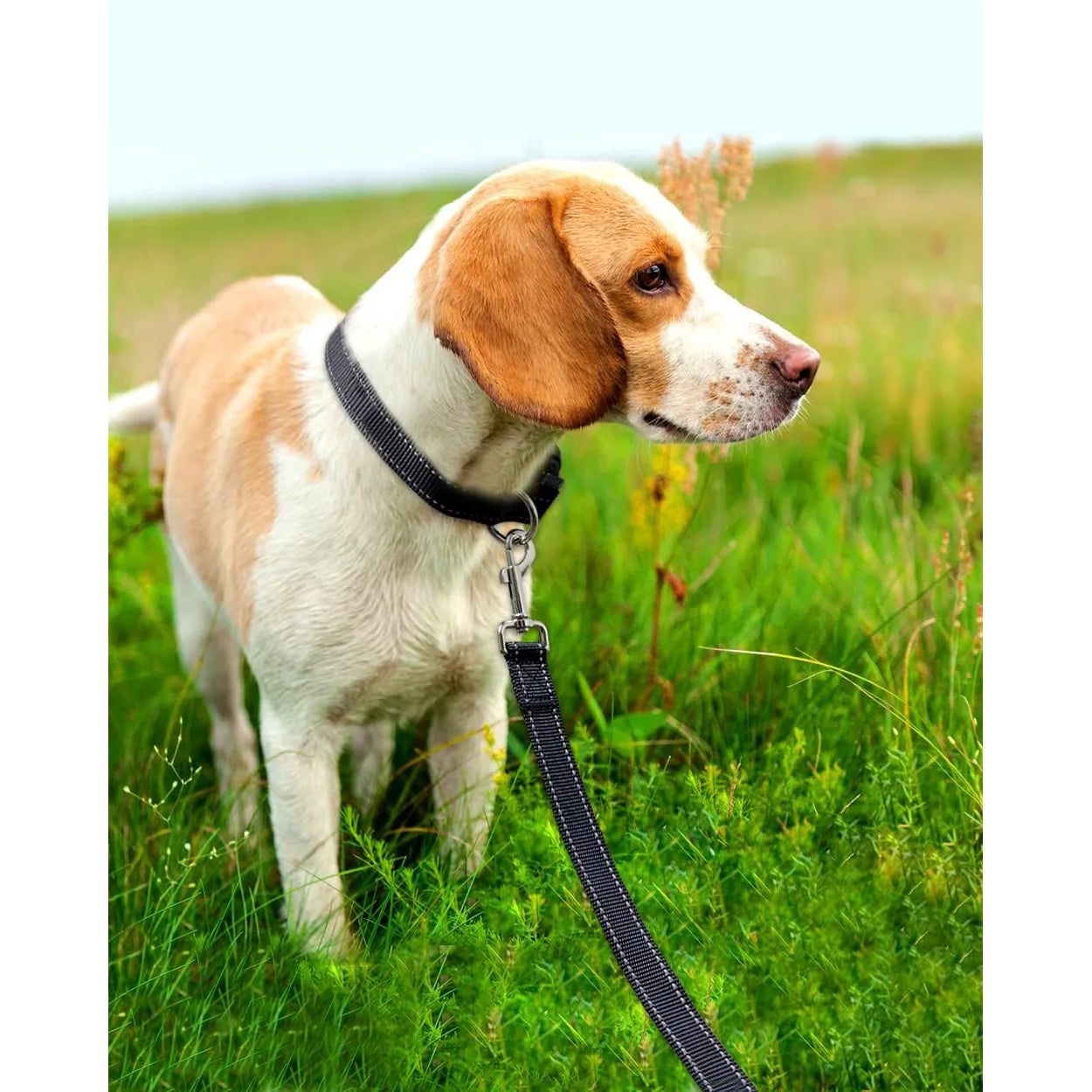 Reflective Dog Leash with Soft Padded Handle – High-Visibility Training Lead