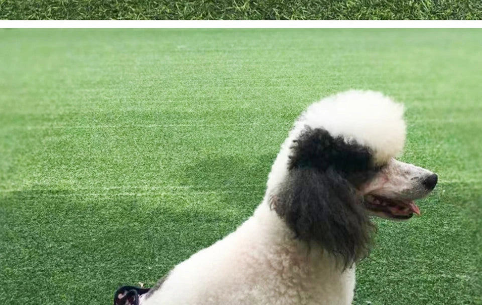 Washable Dog Diaper Shorts – Female Sanitary Panties for Menstruation