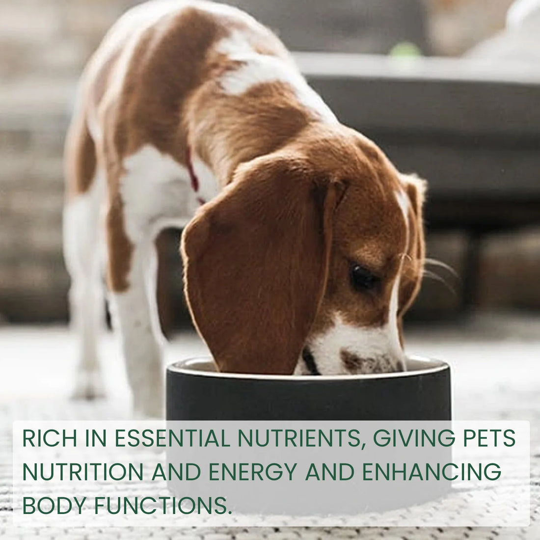 Pet Multivitamin Health Drops – Boost Immunity, Oral Care & Digestive Support for Dogs & Cats
