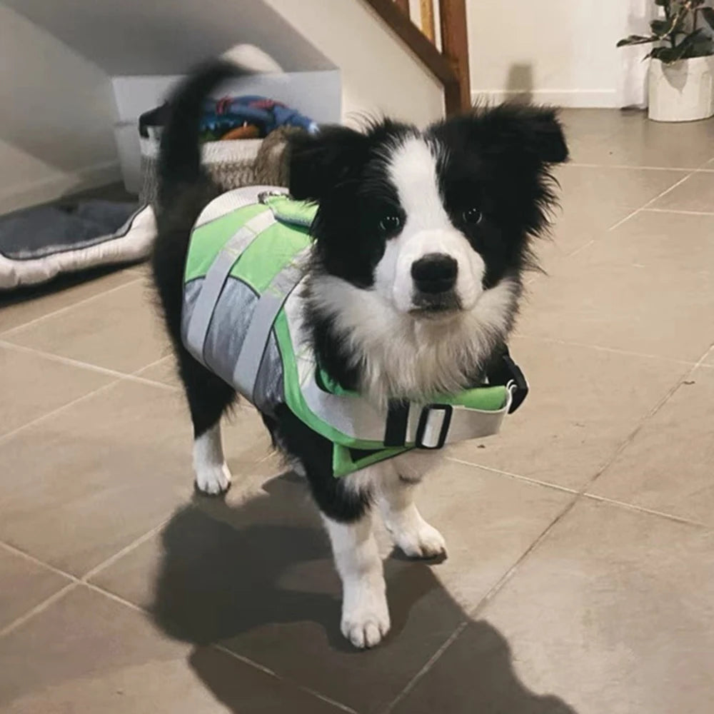 🐶 Dog Life Jacket with Handle & Pull Ring – Summer Safety Swimsuit for Small & Medium Dogs