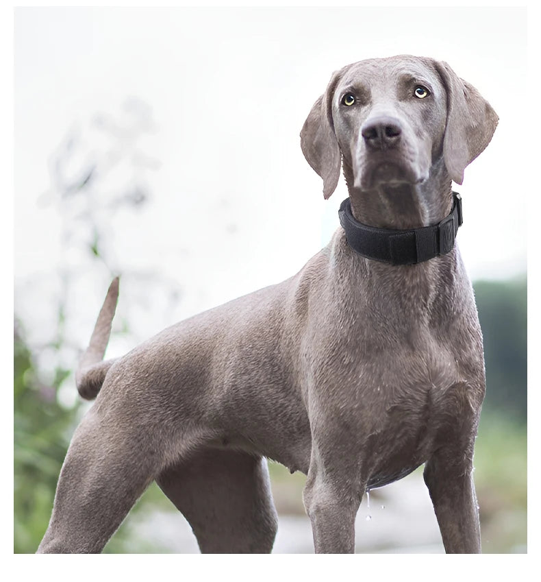 Tactical Dog Collar – Durable Outdoor Collar with Rugged Zinc Alloy Buckle & Soft Lining for Medium & Large Dogs