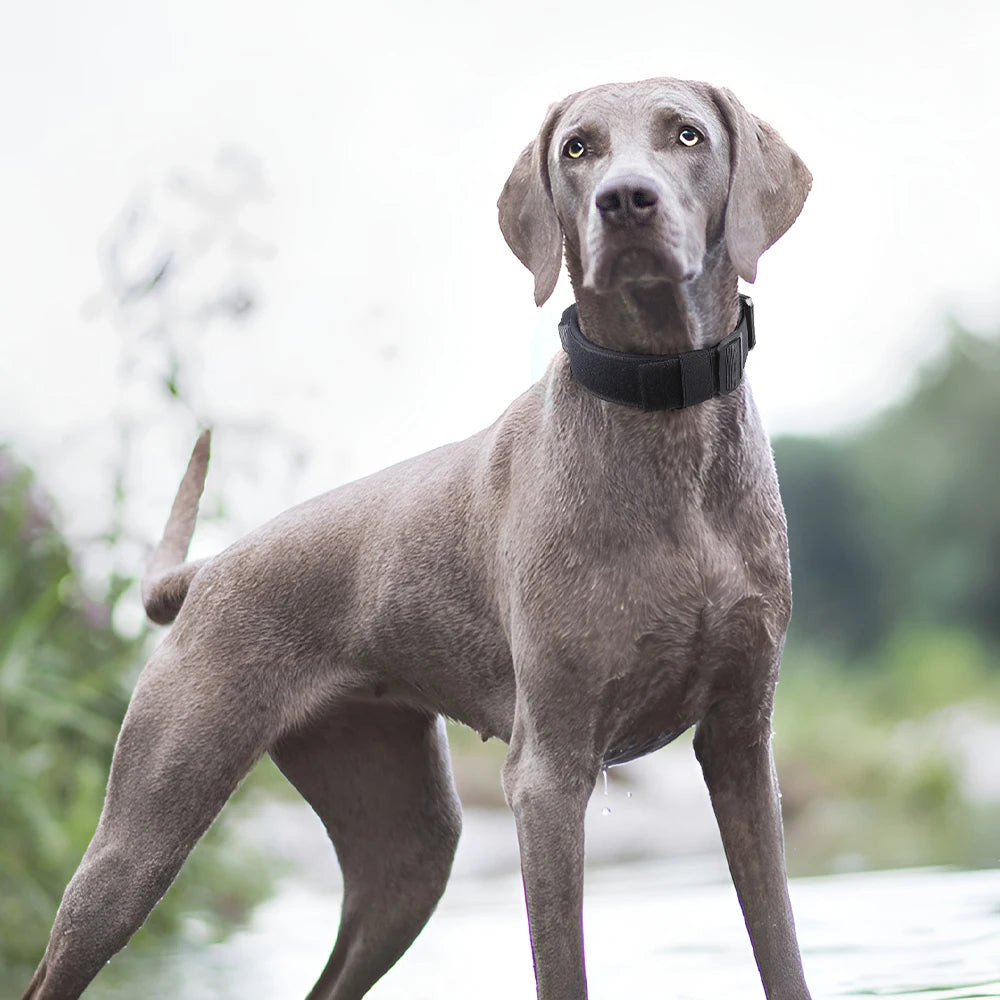 Tactical Dog Collar – Durable Outdoor Collar with Rugged Zinc Alloy Buckle & Soft Lining for Medium & Large Dogs
