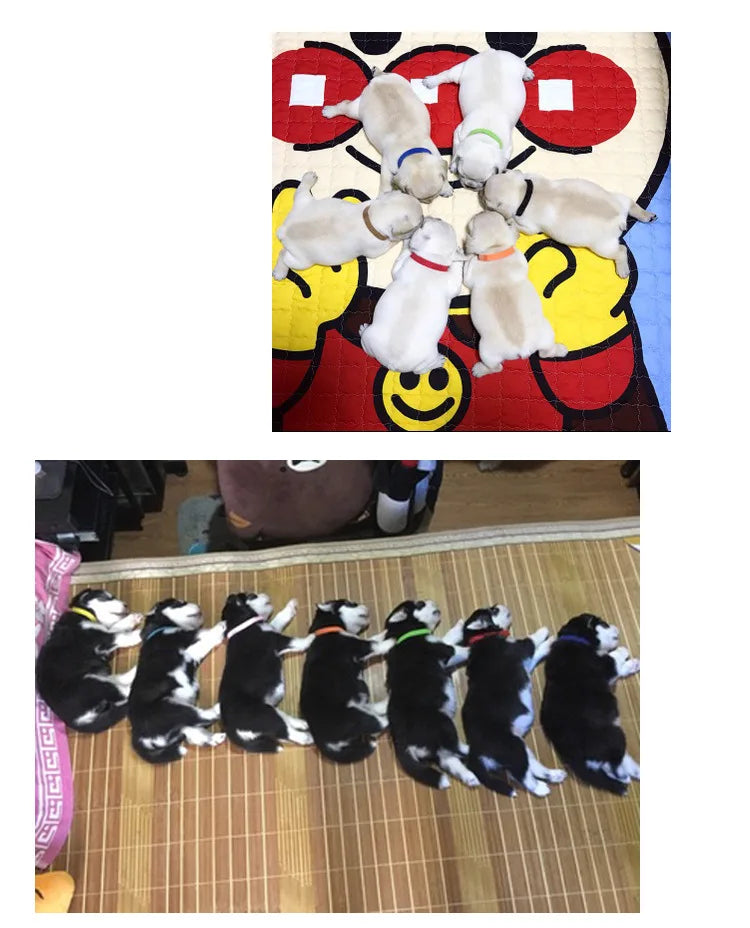 12pcs Adjustable Pet ID Collars – Hook & Loop Puppy and Kitten Identification Bands for Small Dogs & Cats