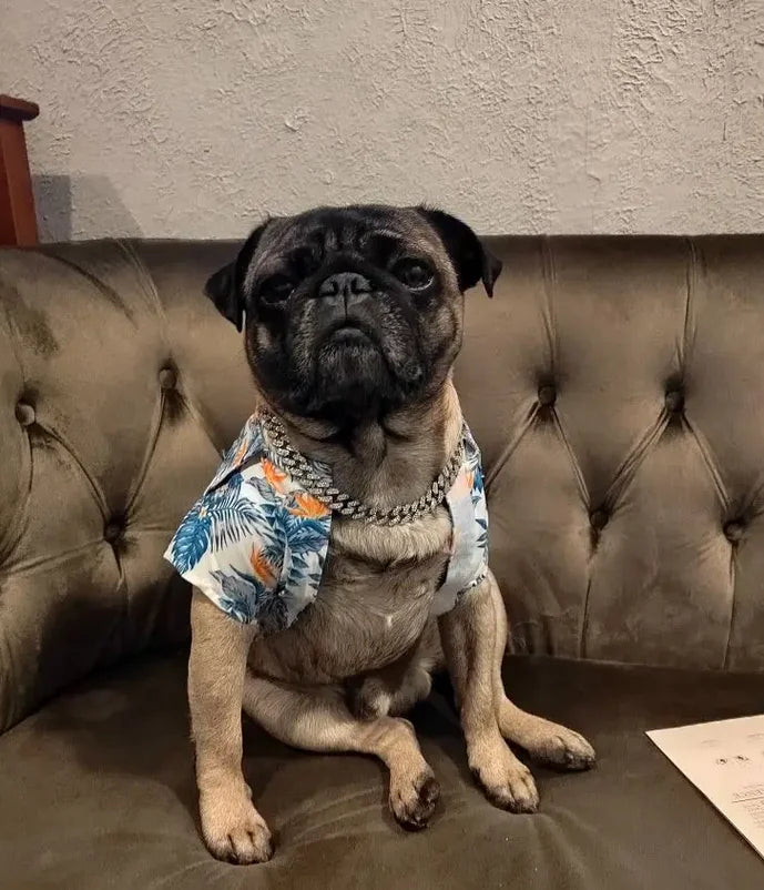 Diamond Cuban Link Dog Chain – Metal Pet Necklace for Dogs & Cats