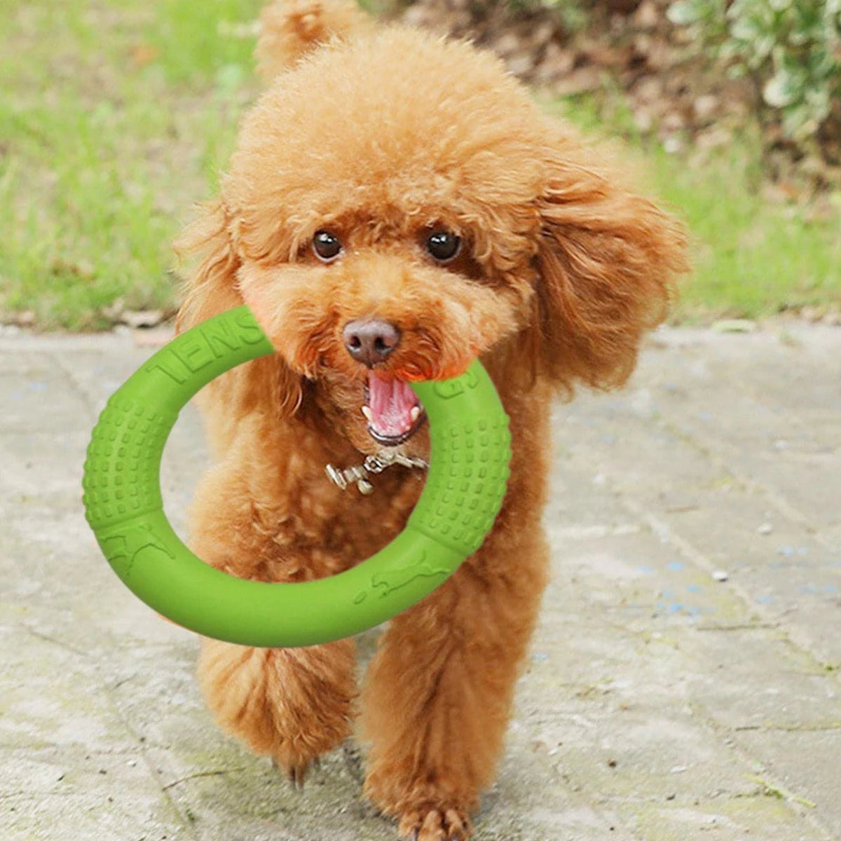 Floating Dog Training Ring – Chew-Resistant Water Toy for Small Dogs