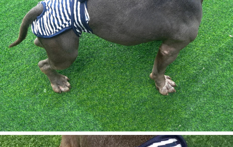 Washable Dog Diaper Shorts – Female Sanitary Panties for Menstruation