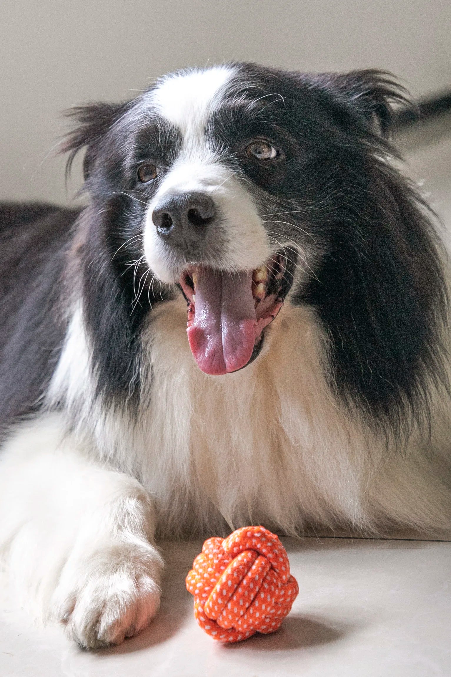 Rope Ball Dog Toy – Durable Cotton Chew & Tooth Cleaning 🐾⚽