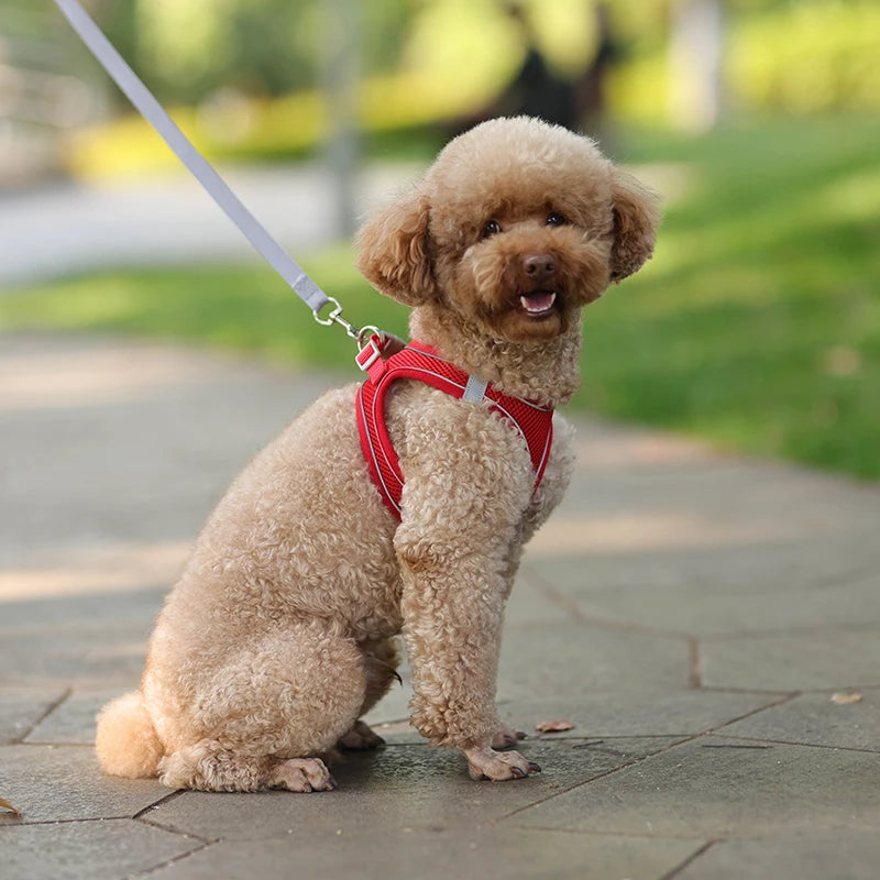 🐾 Adjustable Dog Harness & Leash Set – For Small Dogs, Cats, French Bulldogs, Chihuahuas & Pugs