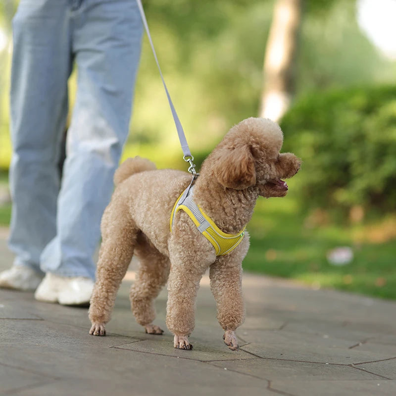 🐾 Adjustable Dog Harness & Leash Set – For Small Dogs, Cats, French Bulldogs, Chihuahuas & Pugs