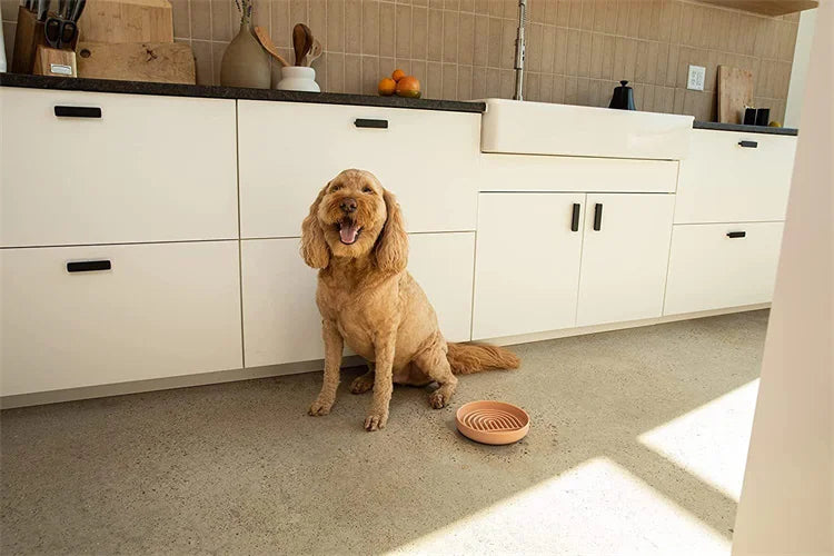 Slow Feeder Pet Bowl – Anti-Slip & Anti-Choking for Cats & Puppies 🐾🍽️